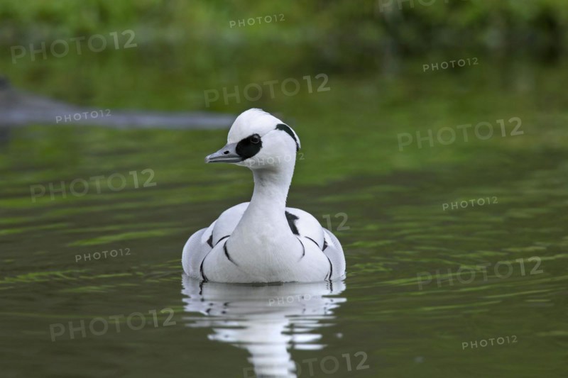 Smew