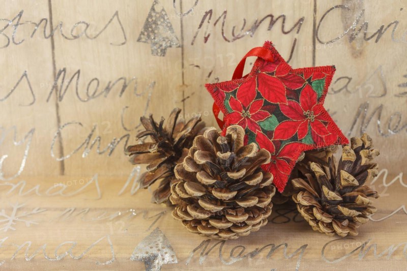 Poinsettia with cones