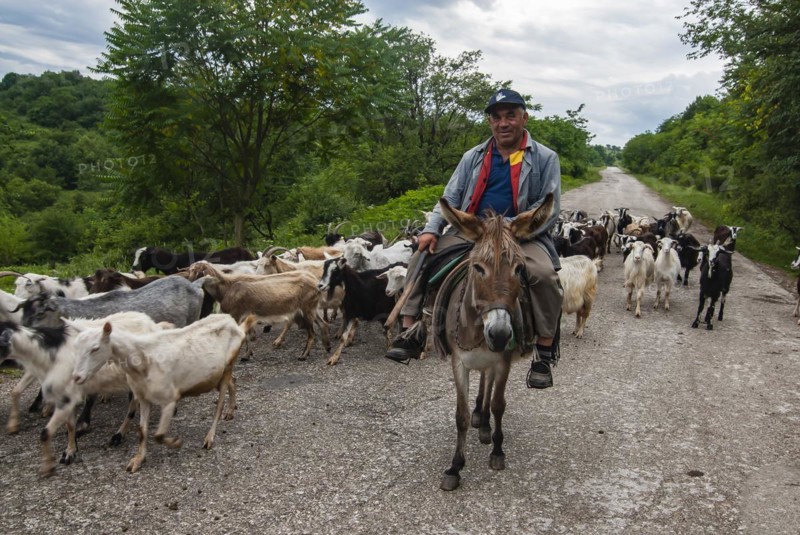 Herd of goats with the shepherd crossing the road