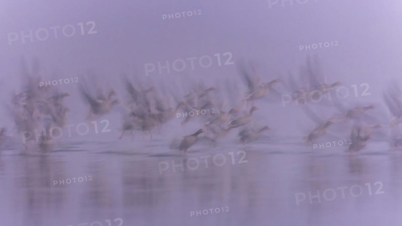 Greylag Goose