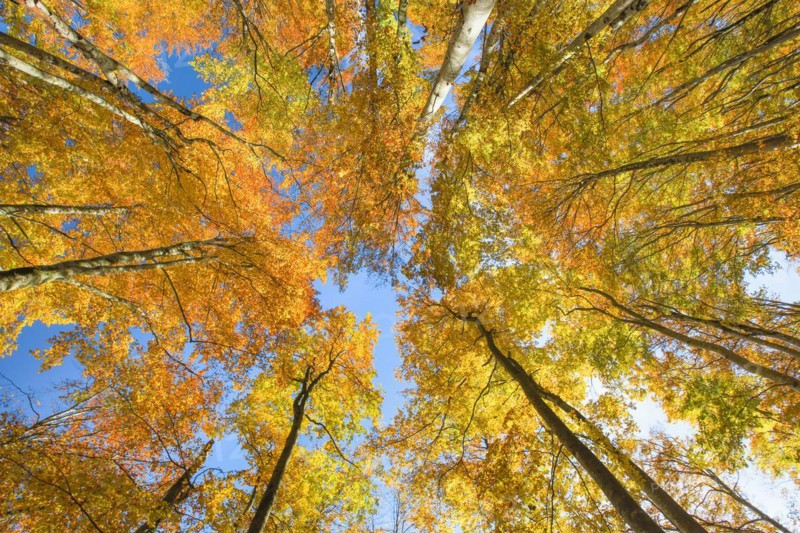 Frog perspective with a view into the treetops of the autumnally coloured beech forest on the Weissenstein in the Solothurn Jura