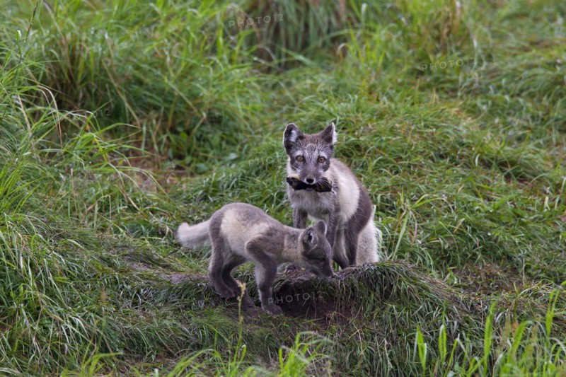 Arctic fox