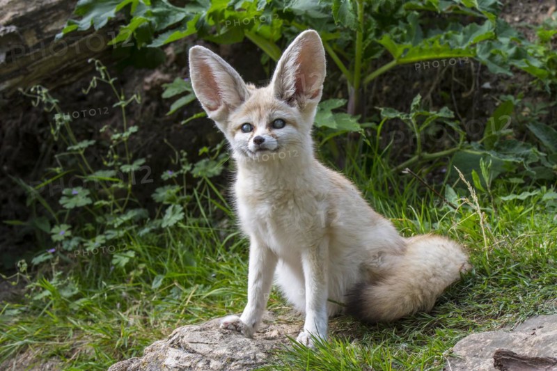 Captive fennec fox