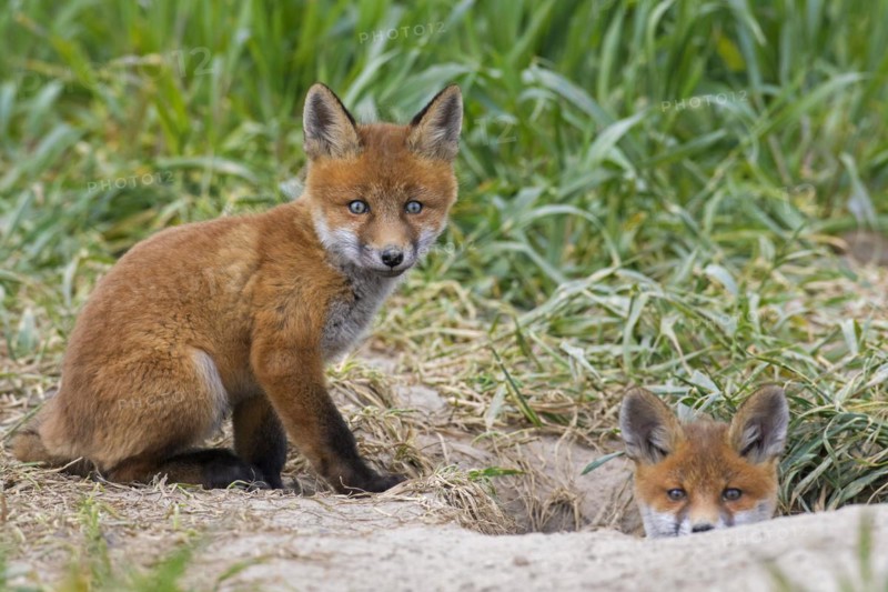 Young red foxes