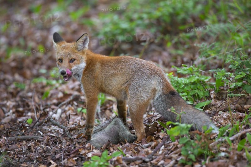 Young red fox