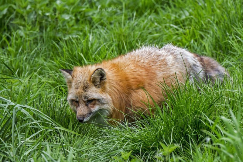 Red fox