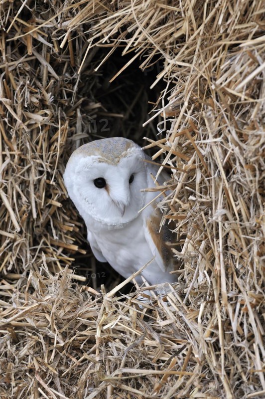 Nesting Barn owl