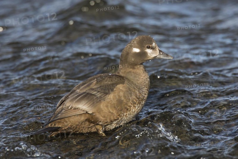 Harlequin duck