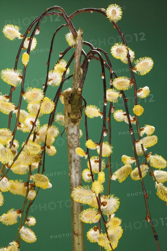 Tree catkin