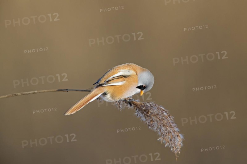 Bearded reedling