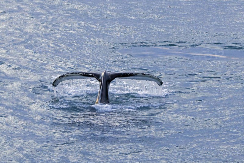 Humpback whale