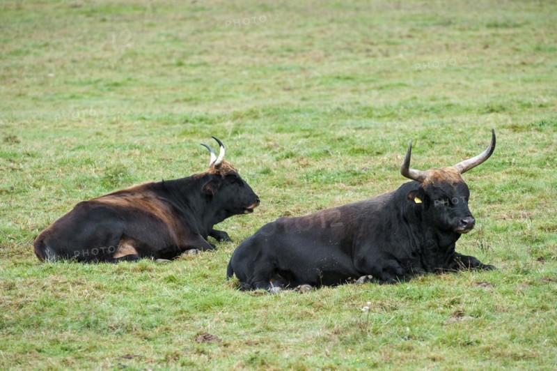 Heck cattle