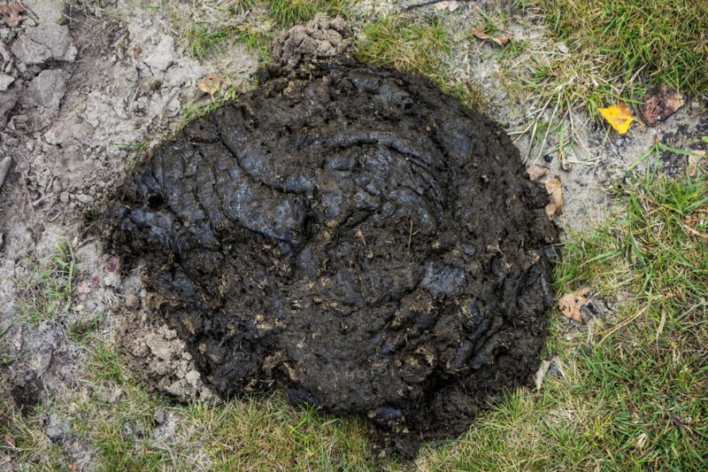 Cow dung