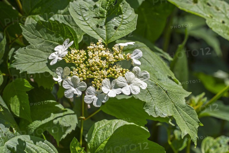 Guelder-rose