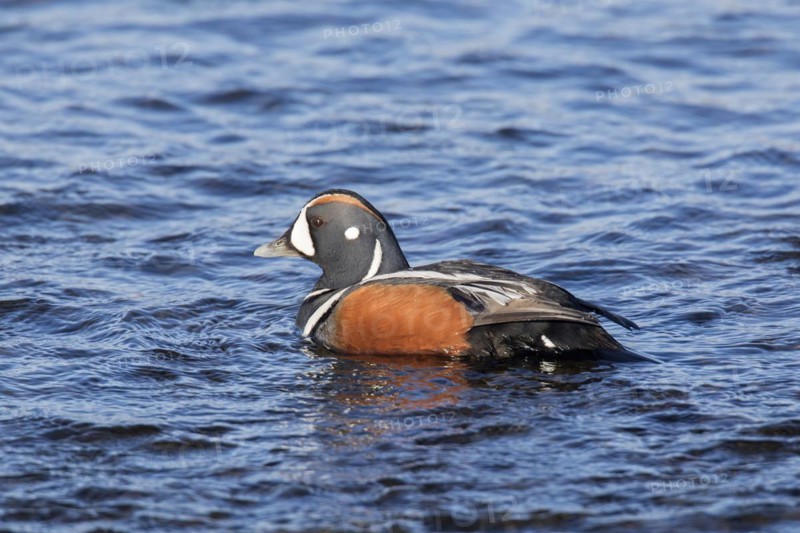 Harlequin duck