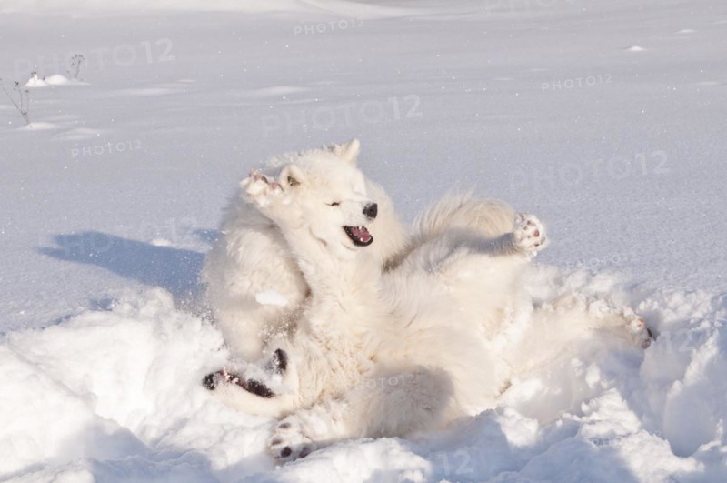 Samoyed dogs
