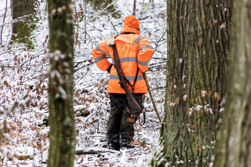Driven hunt in Schoenbuch Nature Park