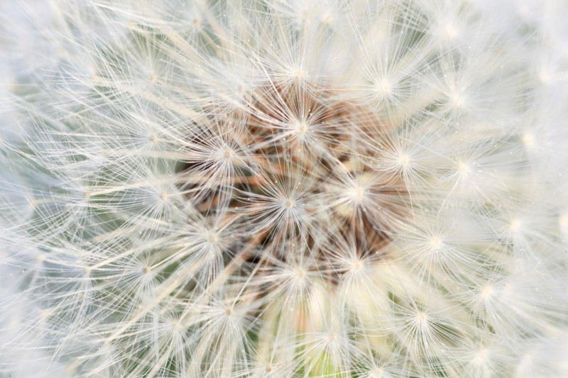 Graphic close-up of dandelion seeds in spring