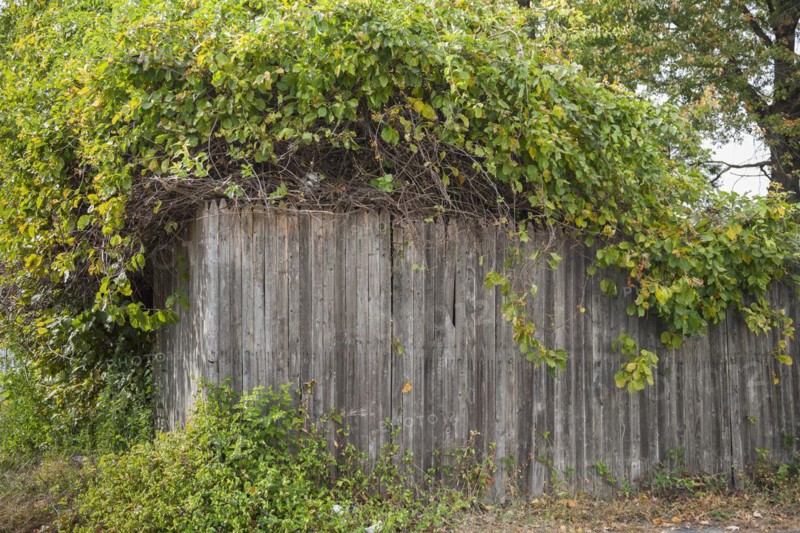 Old wooden fence