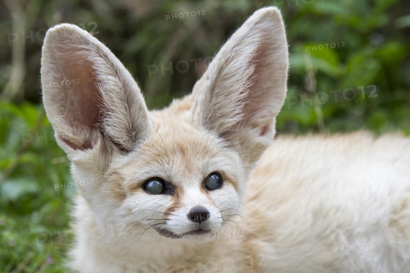 Captive fennec fox