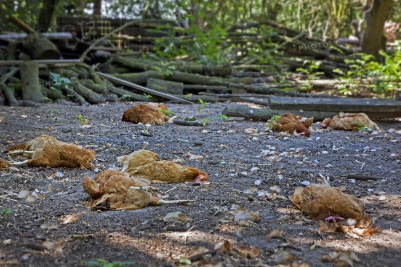 Flock of dead chickens lying scattered inside backyard chicken coop