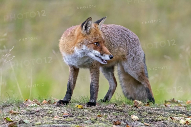 Red fox