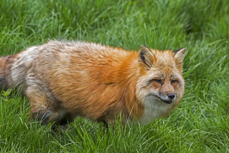 Red fox