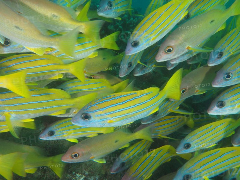 Shoal