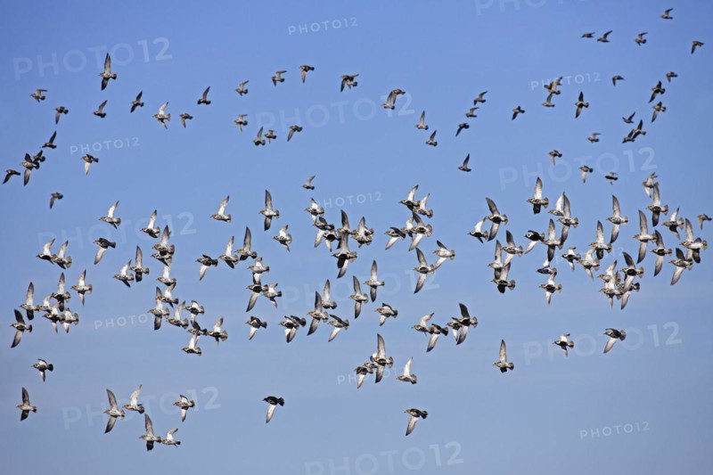 European golden plovers