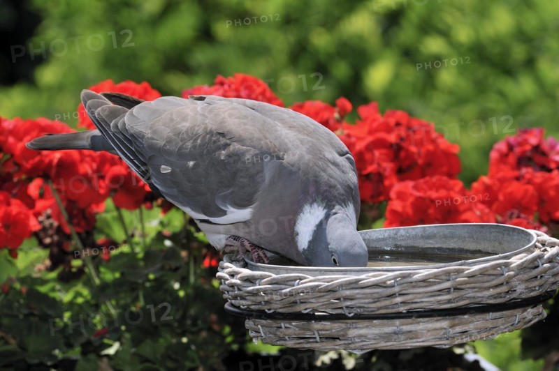 Wood pigeon