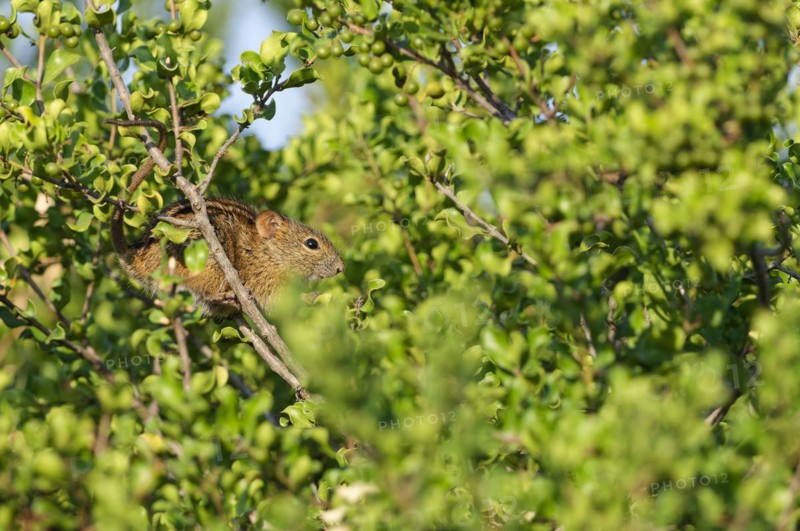 Four-striped grass mouse