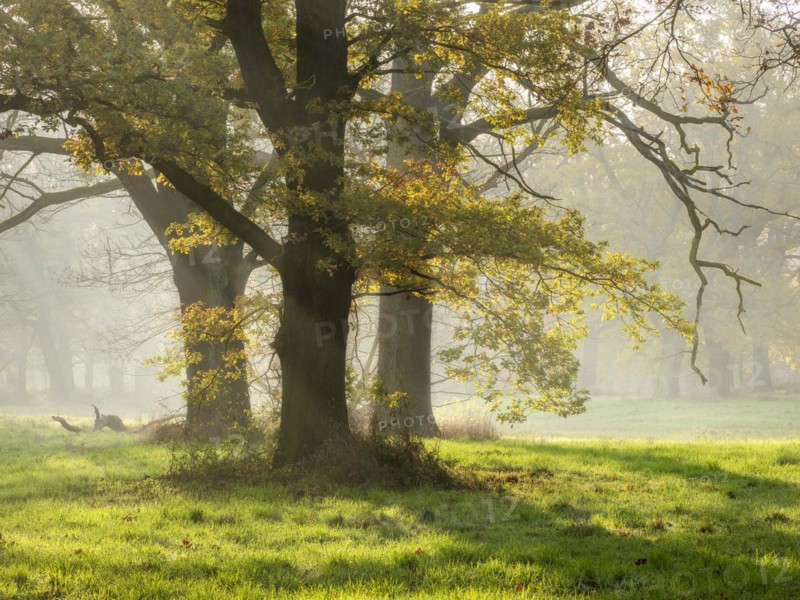 Open oak forest in autumn