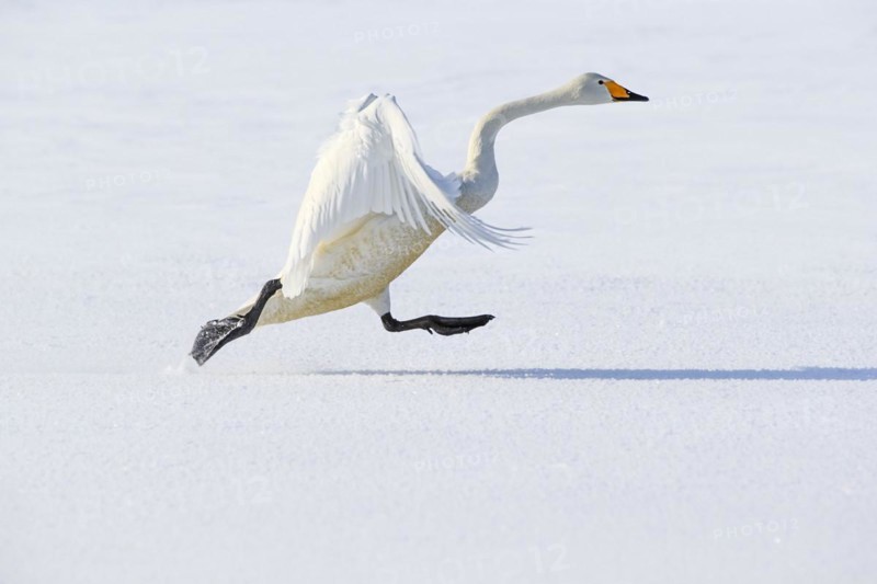 Whooper swan