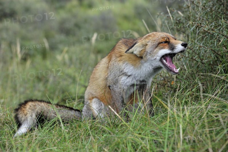 Aggressive