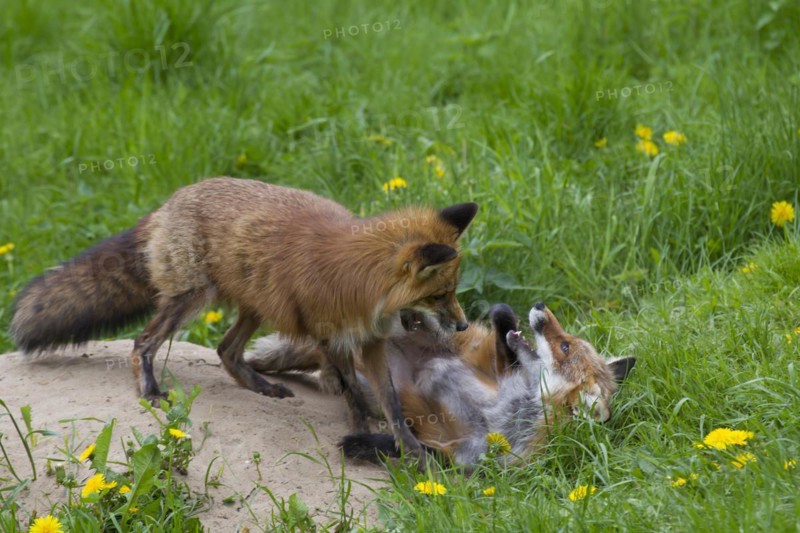 Two red foxes