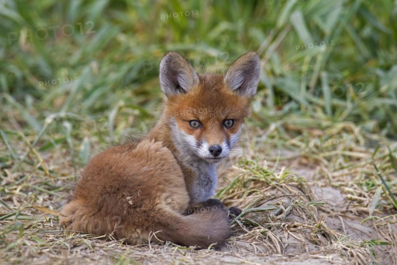 Young red fox