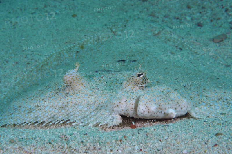 Portrait of peacock flounder