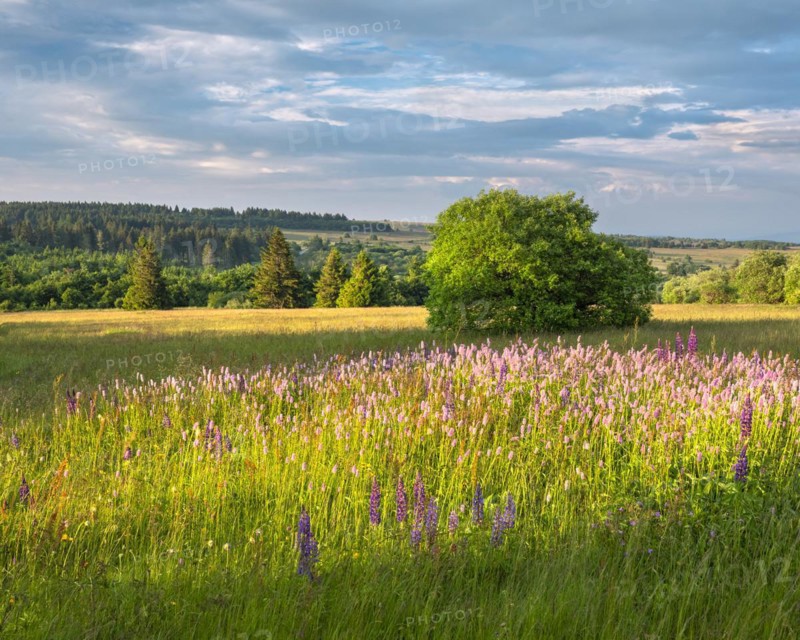 Typical landscape in the Rhoen biosphere reserve