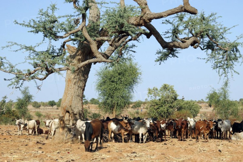 Sanga cattle