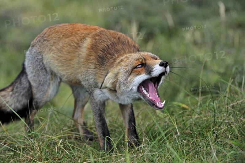 Aggressive