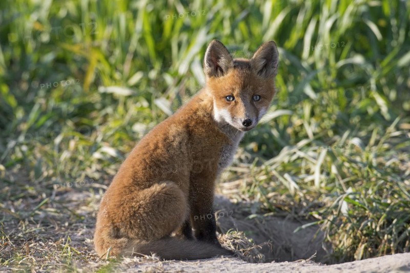 Young red fox
