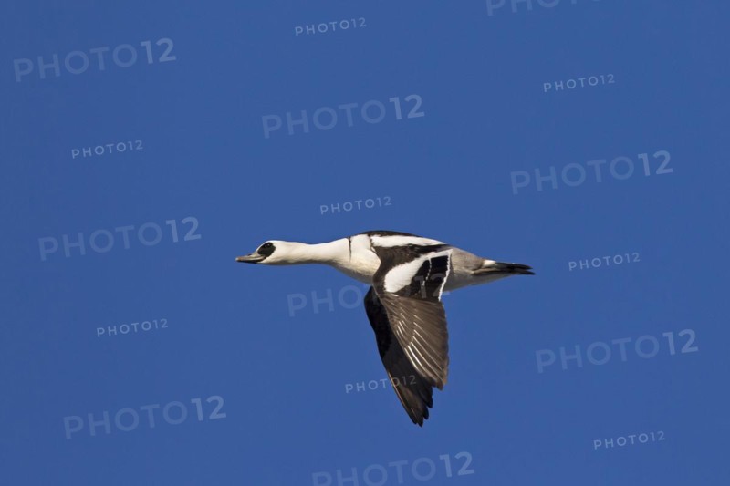 Smew