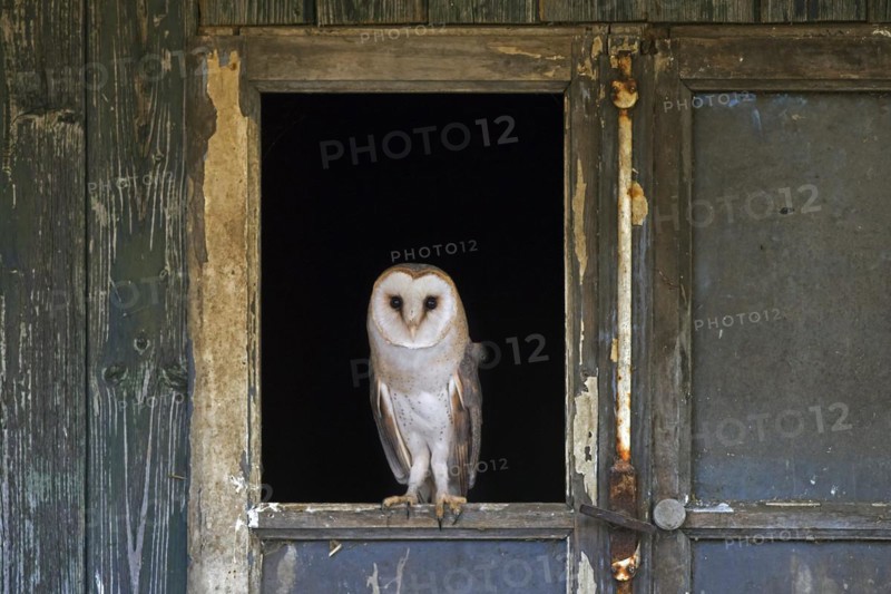 Common barn owl