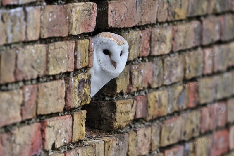 Barn owl