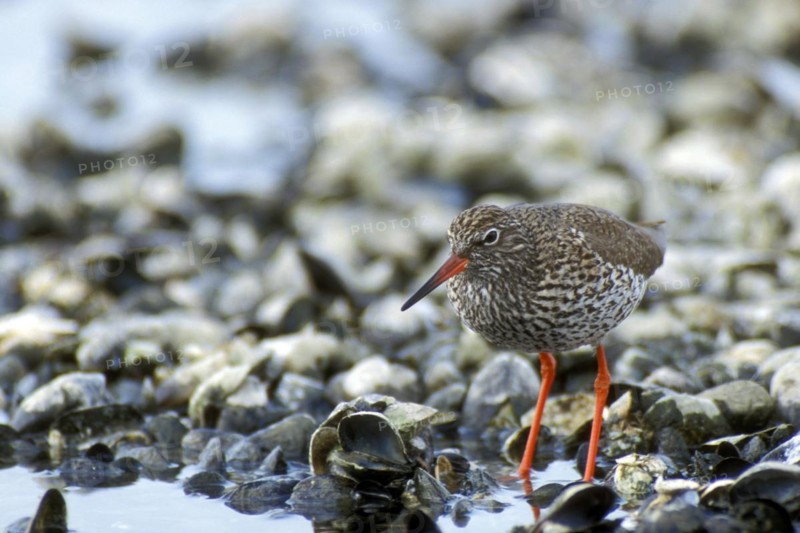 Common redshank