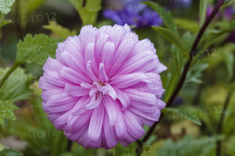 Bush aster