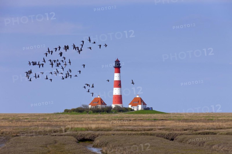 Flock of barnacle geese