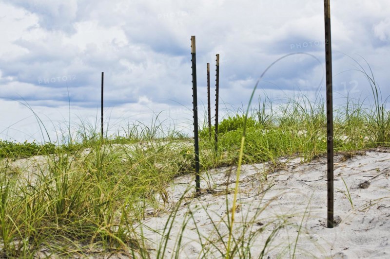 Fence posts at the beach