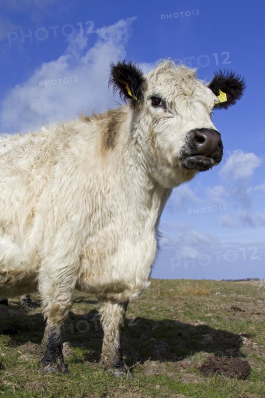 White Galloway cow in field