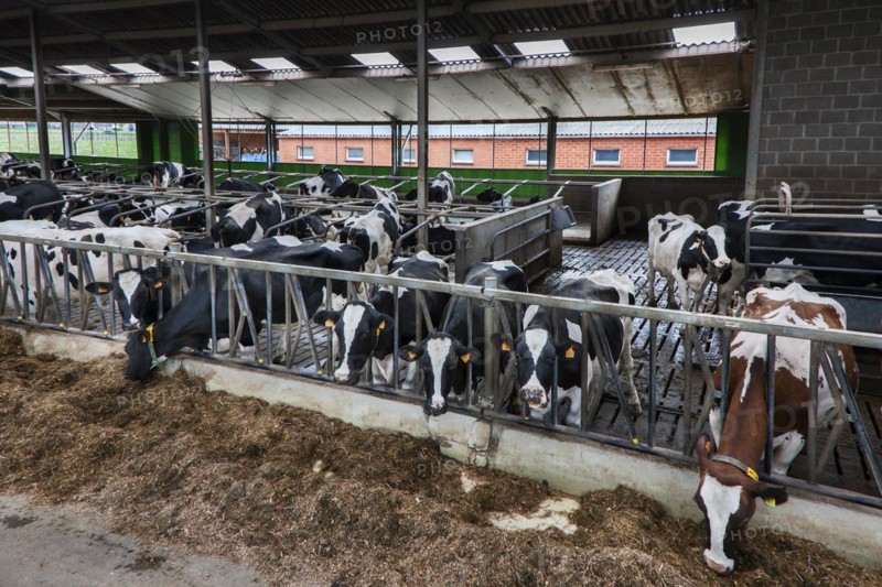 Cows with heads sticking through steel bars eating fodder in cowshed